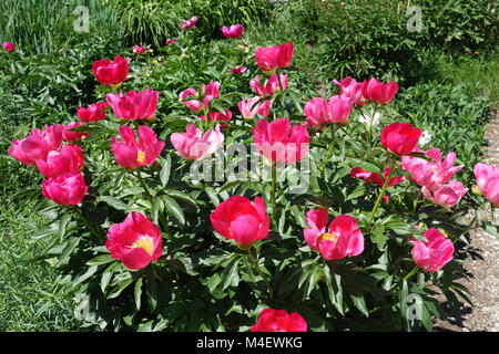 Paeonia officinalis China Rose, Pfingstrose Stockfoto