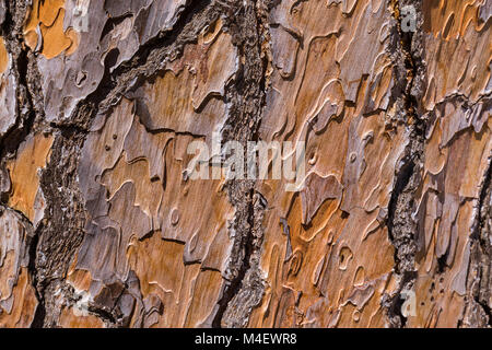 Textur von Pine Tree bark Stockfoto