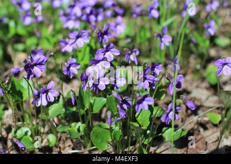 Wald Veilchen Frühling primrose Stockfoto