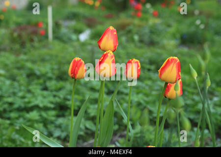 Rote gelbe Tulpen in der Nähe auf grünem Hintergrund Stockfoto