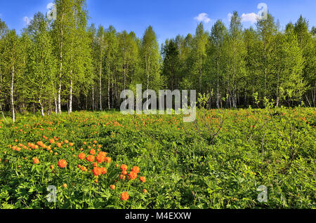 Frühling Landschaft mit den wilden Welt - Blumen (Trollius asiaticus) Stockfoto