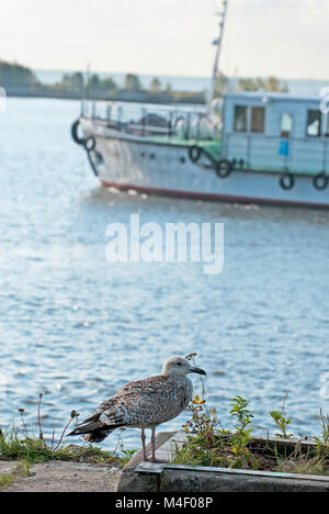 Möwe am Golf von Finnland Stockfoto