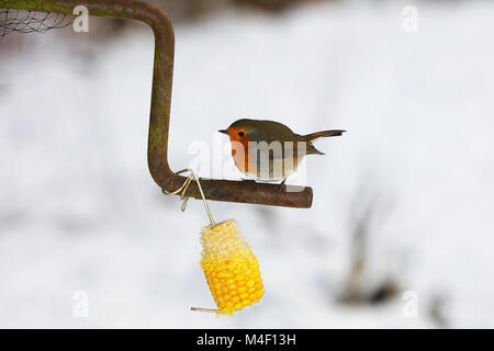 Robin (Erithacus Rubecula) auf Feeding Station.jpg Stockfoto