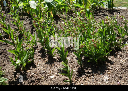 Epipactis gigantea, stream Orchid Stockfoto