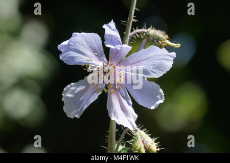 Meconopsis horridula, stachelige Blue Poppy Stockfoto