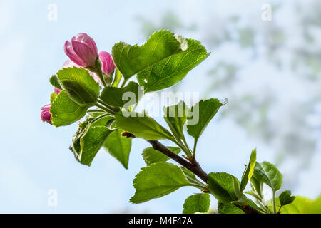 Blütenknospen der wilden Birne, Abruzzen, Italien, Europa Stockfoto