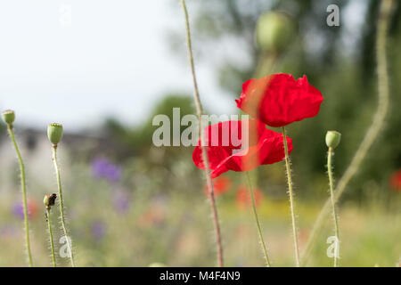 Bereich der roten Mohn Blüten im Sommer Stockfoto