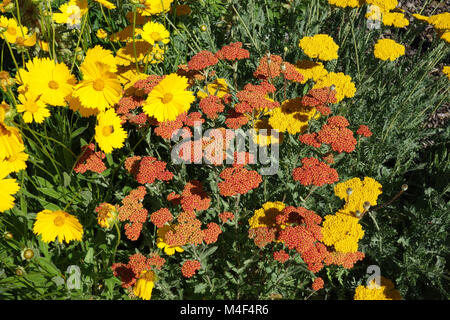 Achillea filipendula Feuerland, fernleaf Schafgarbe Stockfoto