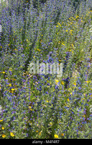 Echium vulgare, vipers bugloss Stockfoto