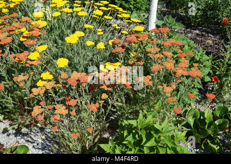 Achillea filipendula Feuerland, fernleaf Schafgarbe Stockfoto