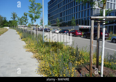 Wundklee vulneraria, woundwort, Echium vulgare, vipers bugloss Stockfoto