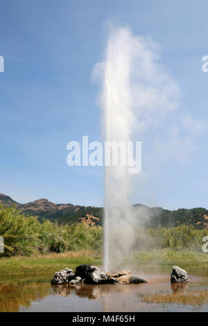 California's Old Faithful Geyser in der Nähe von Calistoga an einem heißen Sommertag Stockfoto