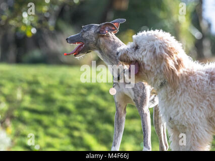 Whippet und Cockerpoo Welpen. Stockfoto