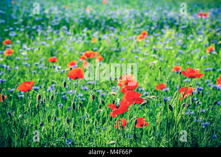 Poppy und blaue Blumen centaury Feld im Sommer. Stockfoto