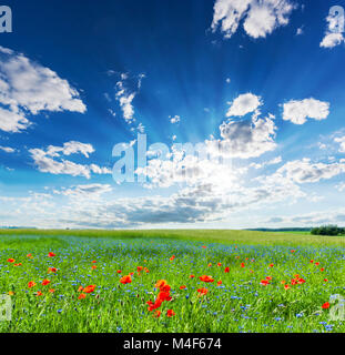 Mohnfeld, Sommer Landschaft Landschaft mit sonnigen Himmel blau Stockfoto