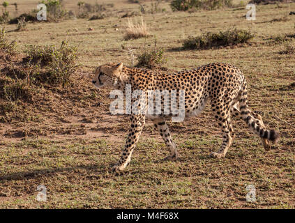 Gepard Stockfoto