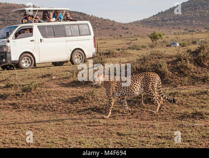 Touristen Cheetah fotografieren Stockfoto