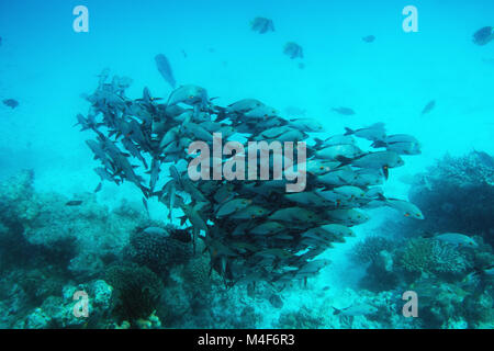 Schule der Fische Fische in den Indischen Ozean, Malediven. Stockfoto