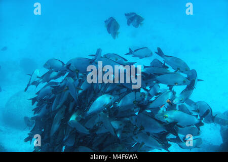 Schule der Fische Fische in den Indischen Ozean, Malediven. Stockfoto