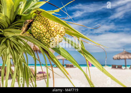 Kokospalmen am Strand auf den Malediven, Indischer Ozean Stockfoto