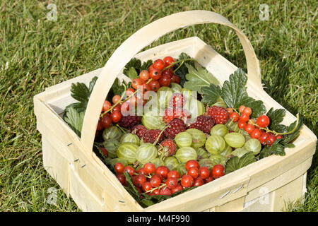 Früchte in einem Korb Stockfoto