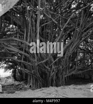 Banyan Bäume, Rainbow Falls State Park, Hilo, Hawaii Stockfoto