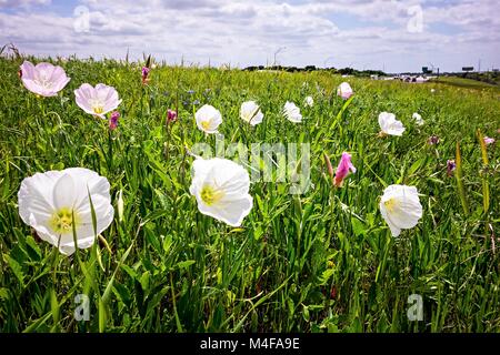 Blumen und Landschaften entlang Texas Landstraße Straßenrand im Frühjahr Stockfoto