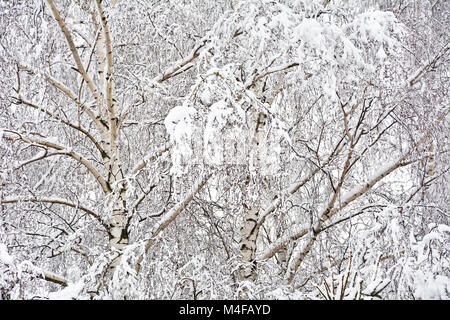 Blick von unten auf die Bäume mit Schnee bedeckt. Stockfoto