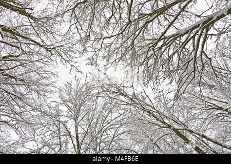 Blick von unten auf die Bäume mit Schnee bedeckt. Stockfoto