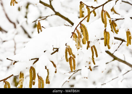 Blumen von hazel Nahaufnahme mit Schnee bedeckt. Stockfoto