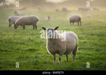 Schafe auf einem nebligen Herbstmorgen. Stockfoto