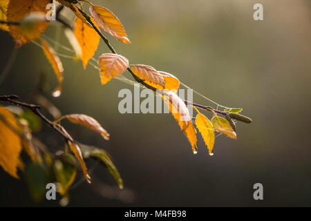 In der Nähe von Silver Birch an einem nebligen Herbsttag mit Spezifikationen von Wassertropfen in der Luft hängen. Stockfoto