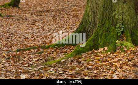 Eichen in Wäldern Swithland Leicestersshire eine SSSI. Stockfoto