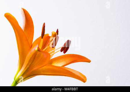 Orange Lilie. Stockfoto