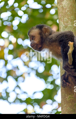 Junge schwarze Kapuziner Affen Stockfoto