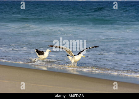 Seagull Spaziergänge zwischen Meer und Sand Stockfoto