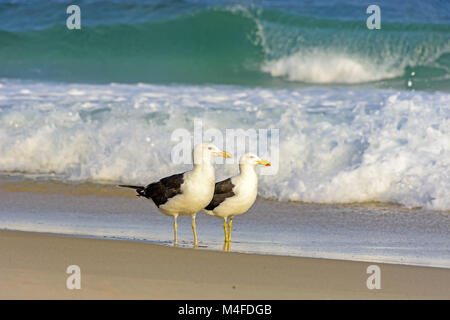 Seagull Spaziergänge zwischen Meer und Sand Stockfoto