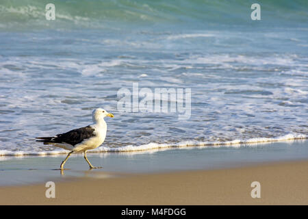 Seagull Spaziergänge zwischen Meer und Sand Stockfoto