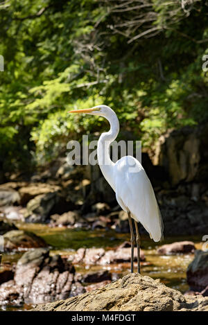 Weiße Reiher über Felsen Stockfoto