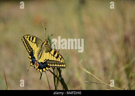 Gelben Schmetterling über Gras an natürlichen goldenen Hintergrund fliegen Stockfoto