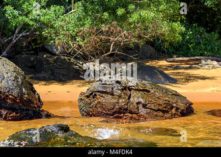 Regenwald und Strand Stockfoto