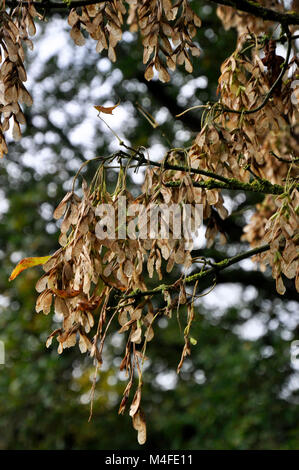 Ahorn Ahorn Baumsamen Stockfoto