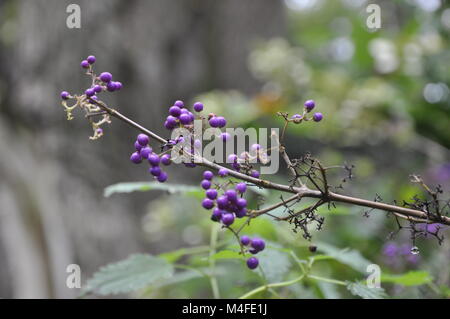 Callicarpa Bodinieri 'Imperial Pearl' Stockfoto