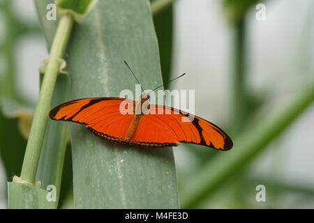 Dryas iulia Stockfoto