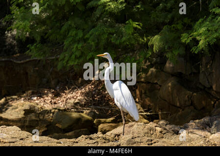 Weiße Reiher über Felsen Stockfoto