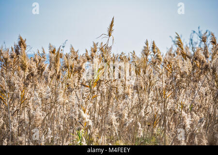 Dichte Dickichte des Marsh Grass Stockfoto