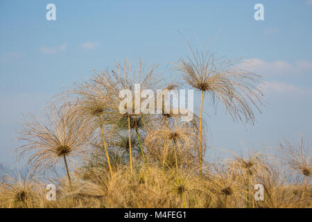 Dichte Dickichte des Marsh Grass Stockfoto