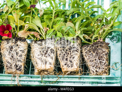 Eine Makroaufnahme von einigen Calibrachoa plug Pflanzenwurzeln. Stockfoto