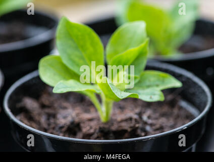 Eine Makroaufnahme eines neu Topfpflanzen auf petunia Anlage. Stockfoto