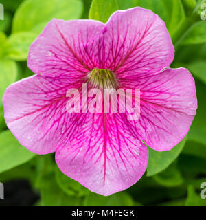 Eine Makroaufnahme einer hellen rosa Petunien blühen. Stockfoto